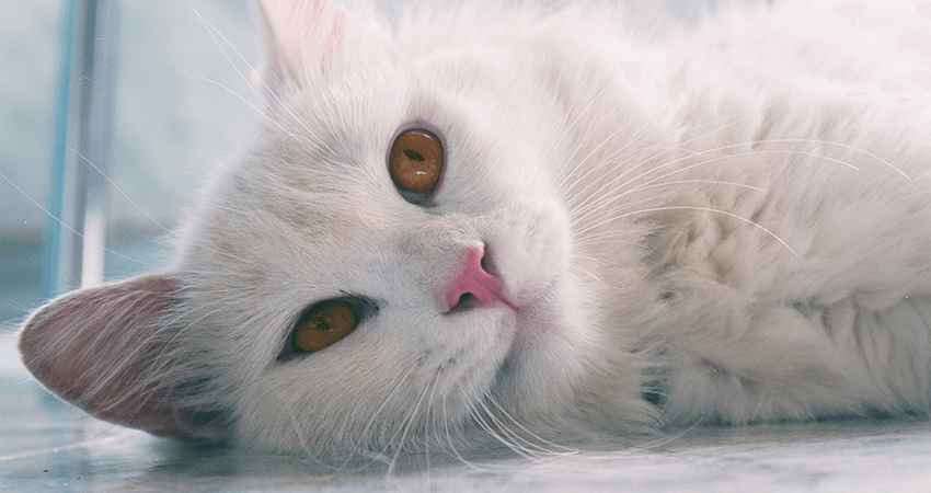 بچه گربه ایرانی دوست داشتنی