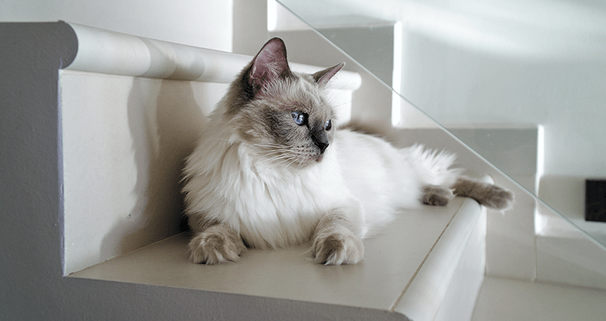 گربه سفید Ragdolls