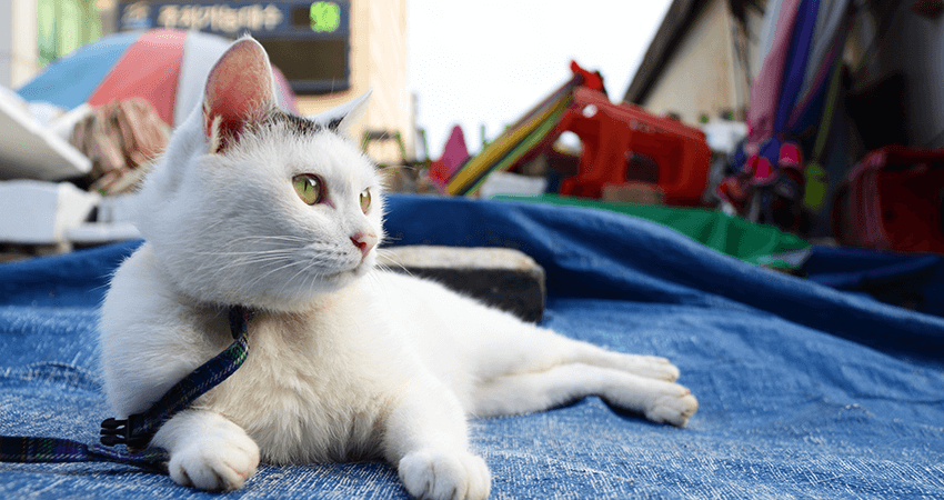 بچه گربه ایرانی دوست داشتنی